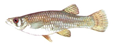 Mosquito Fish - Gambusia affinis